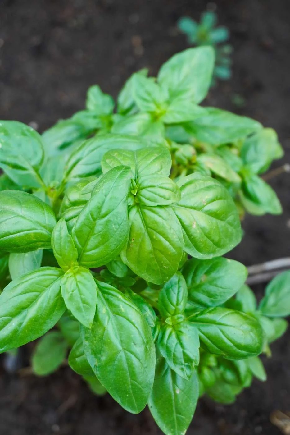 5 healing greens to cook this summer