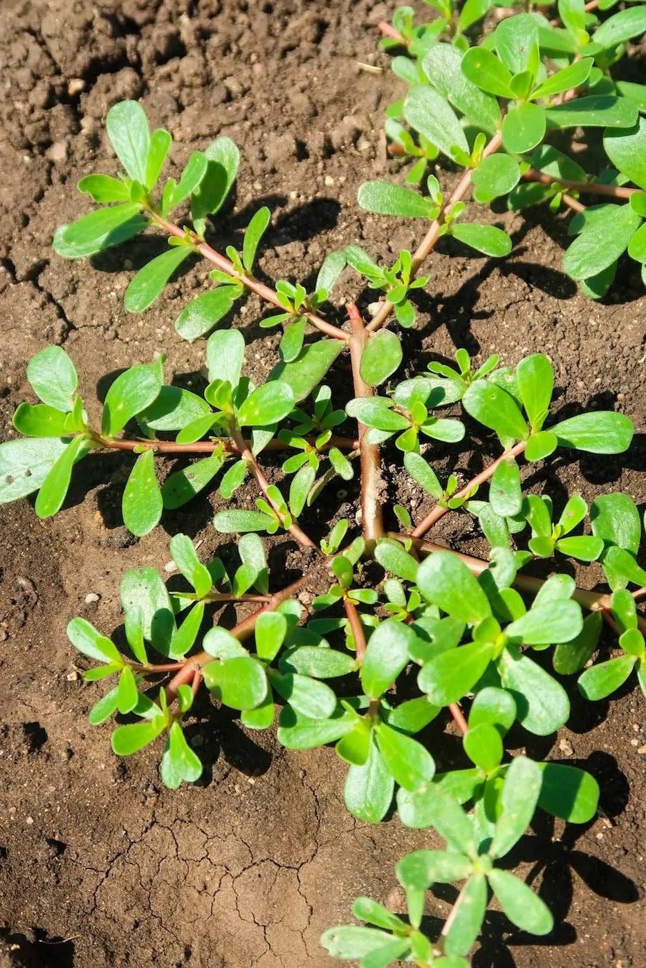 healing greens to eat during summer - purslane