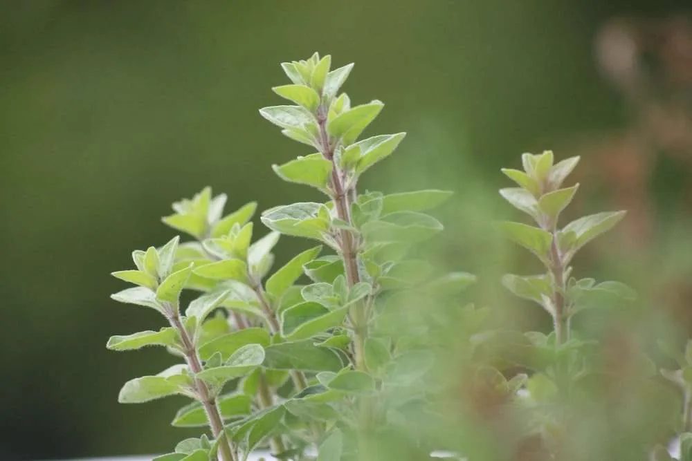 8 anti-inflammatory herbs and spices for a strong healthy body