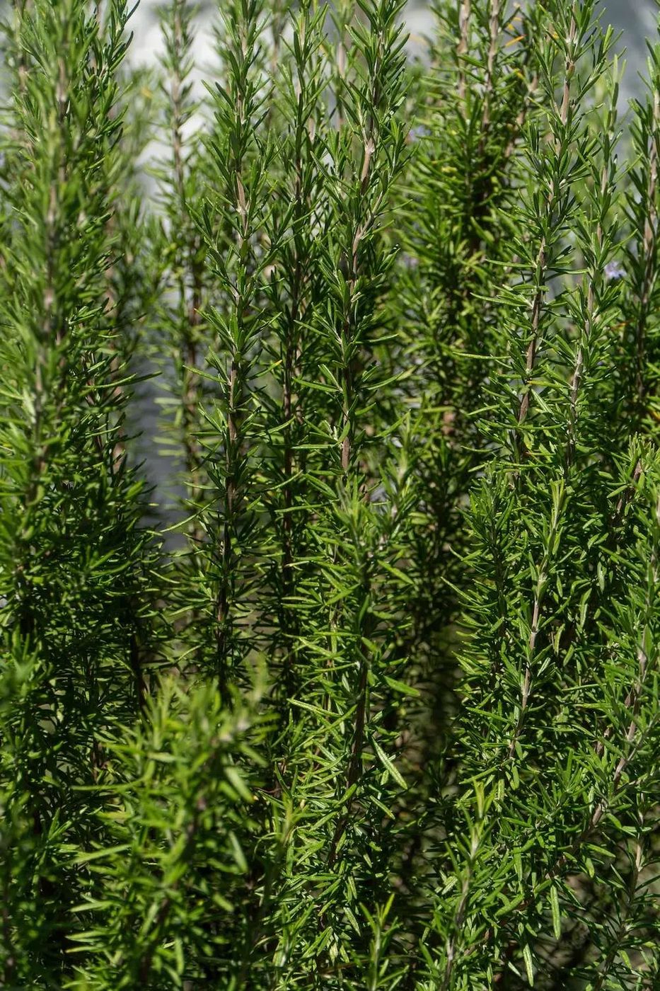 These healing plants will provide flavor to your favorite meals and supply your body with beneficial anti-inflammatory and antioxidant…