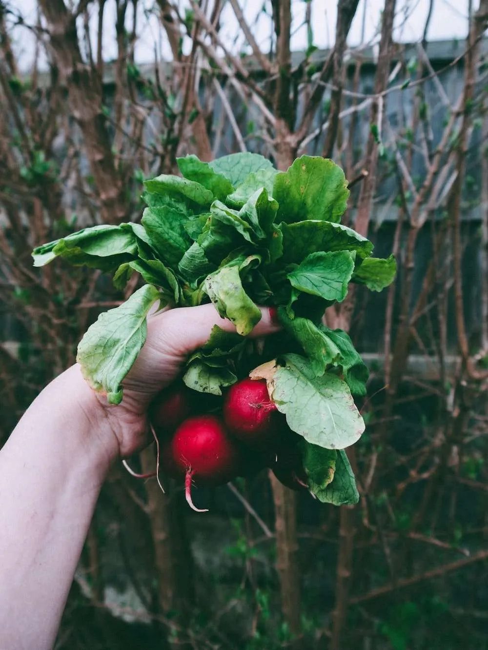 radishes