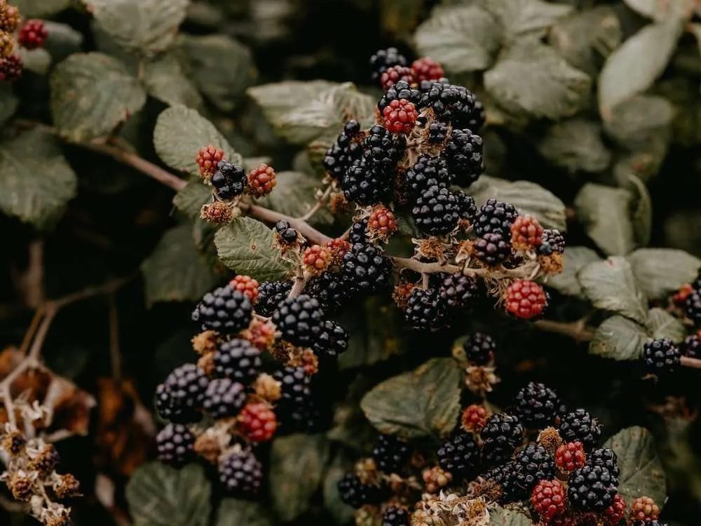 high-fiber foods - blackberries