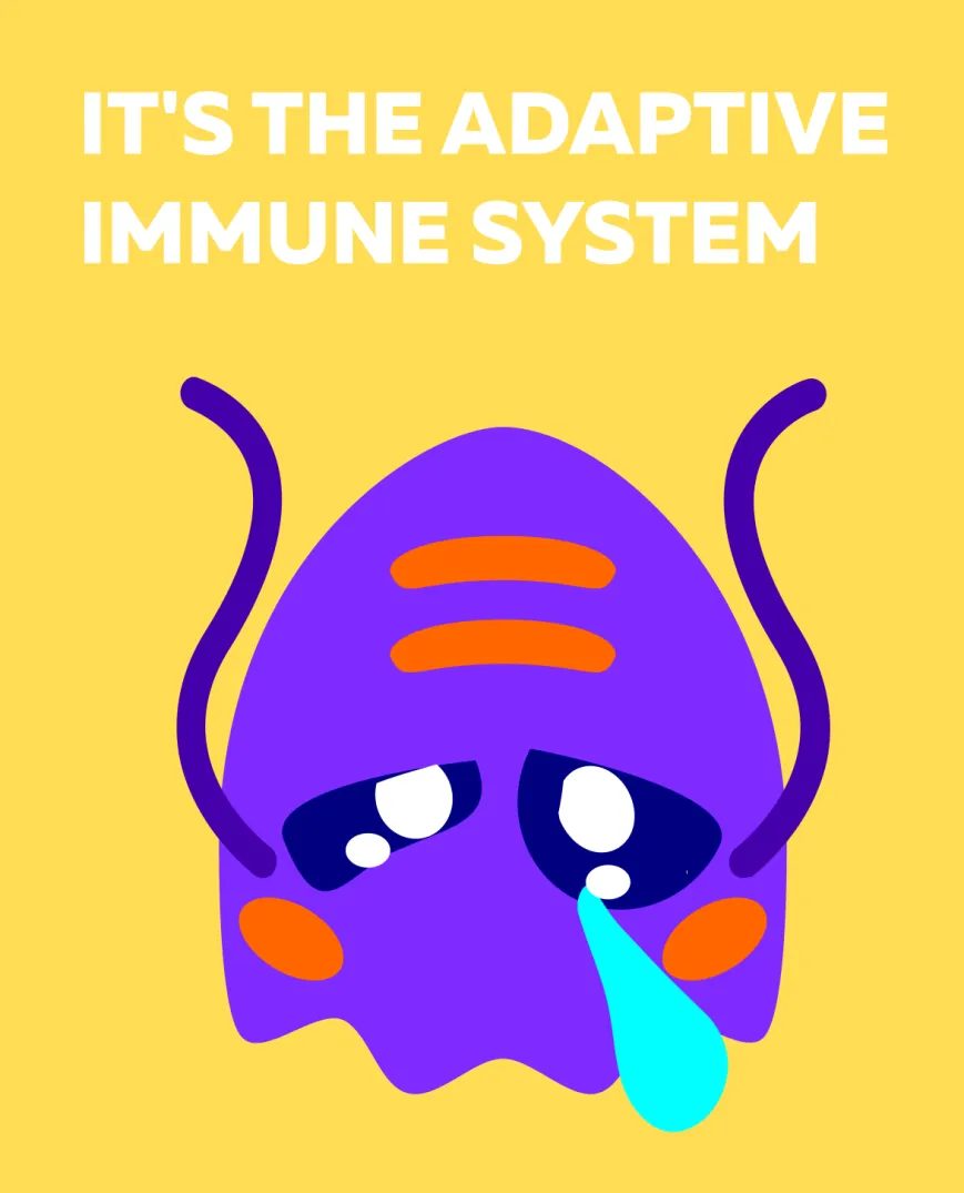 Immune system – key to long and healthy life
