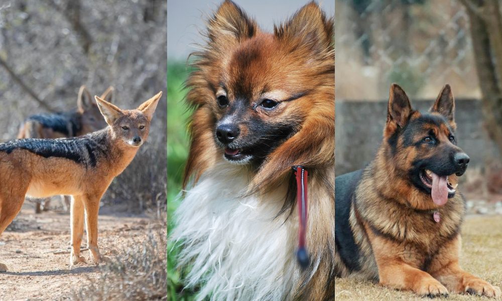 dog breeds and a jackal