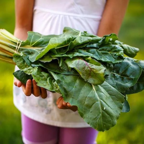 20 alkaline vegetables to eat on the ketogenic diet