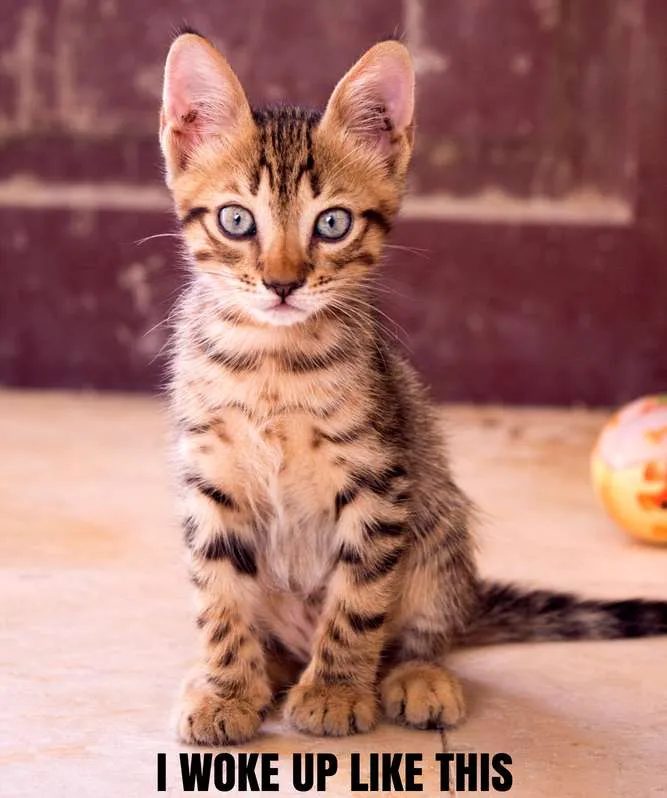 kitten funny quotes