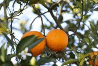 Tropicana: Bringing the Grove to Your Glass