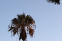 Hermosa Beach Fit Foodie Fuel A 72 Hour Coastal Experience