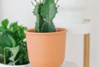 Foolproof Indoor Plants for New Gardeners