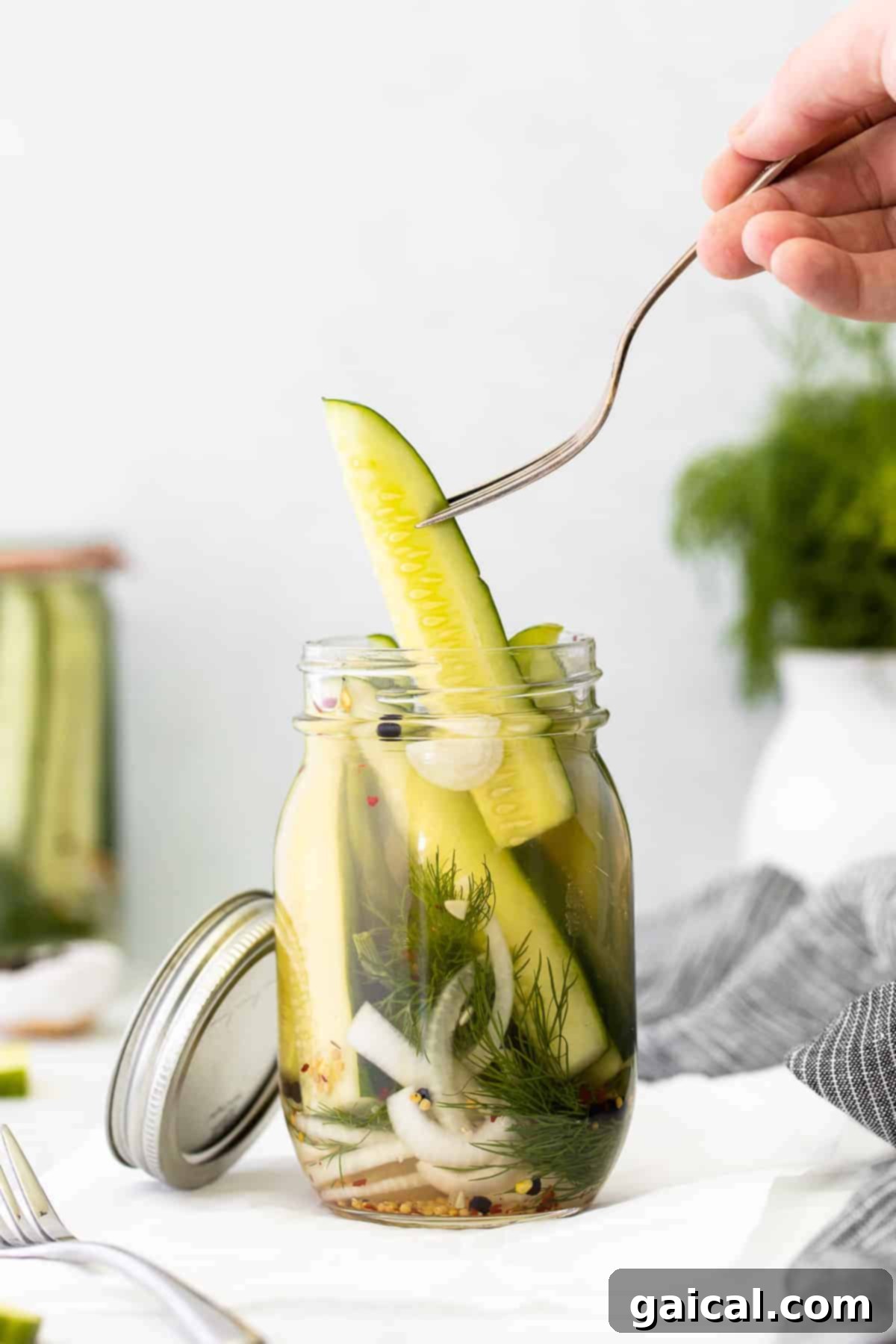 A crisp homemade refrigerator pickle on a fork, ready to be enjoyed.