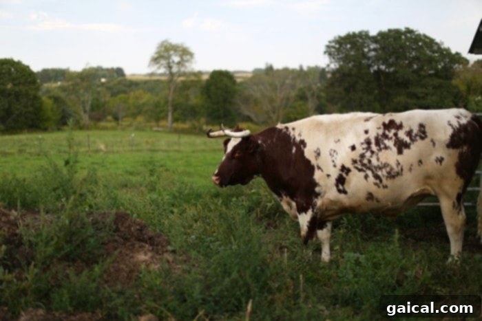 A Slice of Minnesota: The Pizza Farm 7 An idyllic and serene view of the rural Wisconsin landscape at The Pizza Farm, with friendly cows grazing peacefully in the lush green background and visitors enjoying their relaxed outdoor meal, embodying the perfect escape for city dwellers.