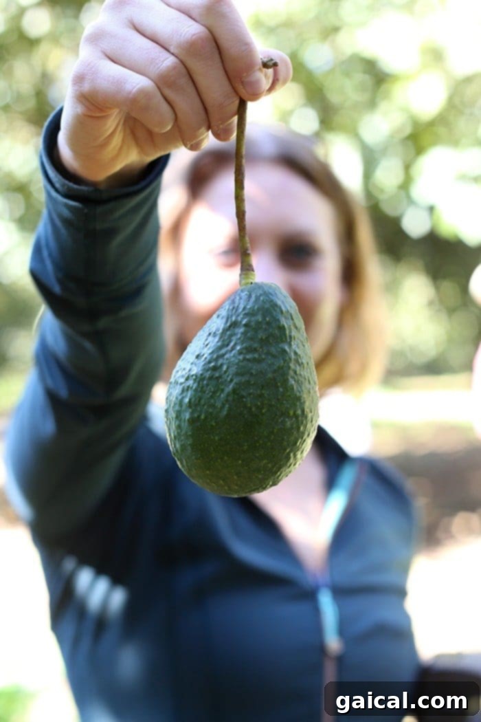 Farmer Augustin proudly showcasing his organic avocado farm, Rancho Milpillas, in Uruapan, Michoacán.
