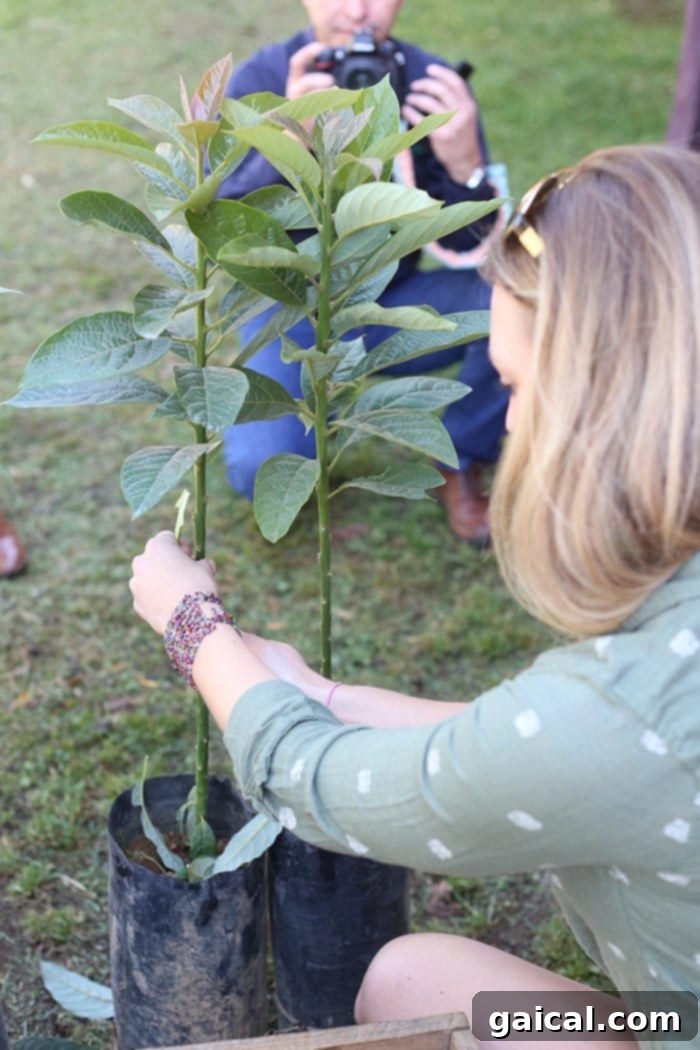 Planting an avocado tree at the nursery, a memorable and hands-on experience during the Uruapan avocado tour.