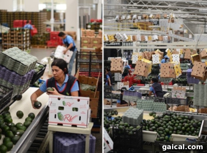 Inside a modern avocado packing plant, showcasing the sorting and packaging process before shipment.