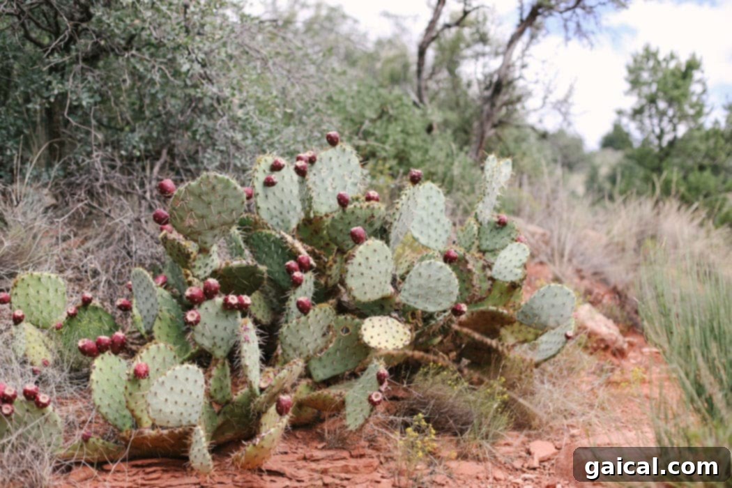Fit Foodie Travels: An Unscripted Journey 10 Read all about the surprise trip we took to Sedona, AZ! In this post I chat about where we stayed, what we hiked, and what we ate in and near Sedona, Arizona.