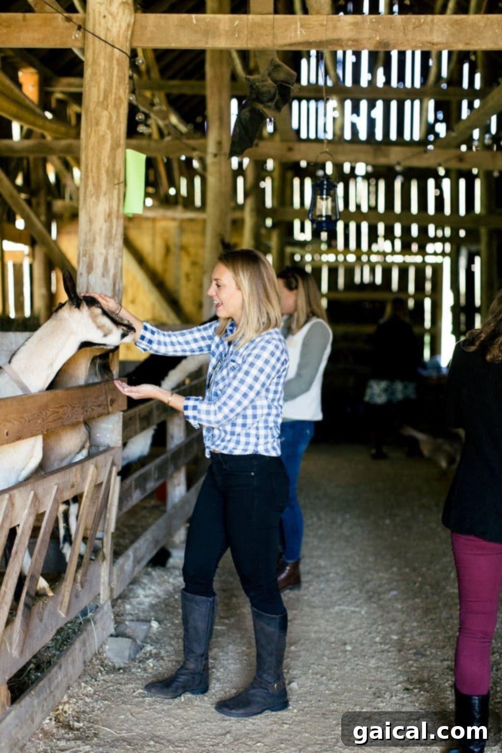 The clean and efficient milking parlor at an Organic Valley farm, designed to ensure the highest quality milk with minimal stress for the cows.