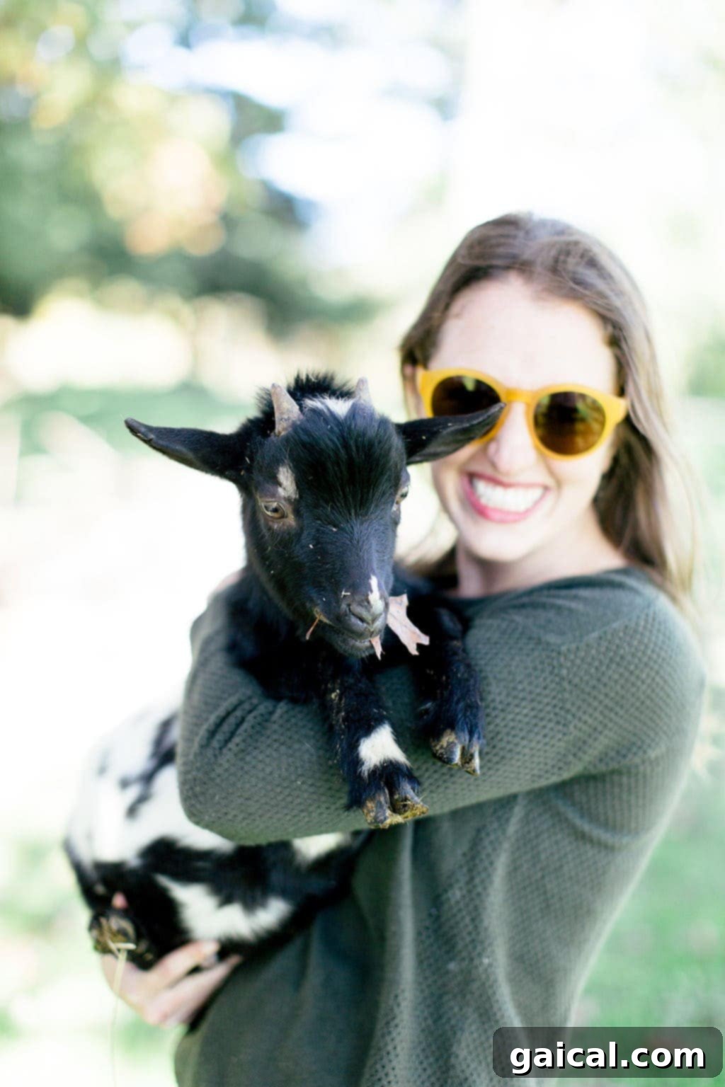 Happy animals, including cows and goats, enjoying their spacious, chemical-free environment on an Organic Valley farm, demonstrating true animal welfare.