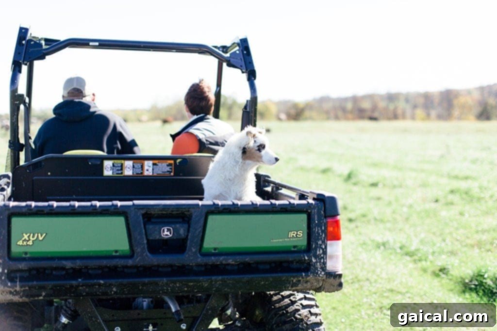 Tucker Gretebeck, an Organic Valley farmer, proudly showing his lush green pastures and healthy cattle, explaining sustainable farming methods.