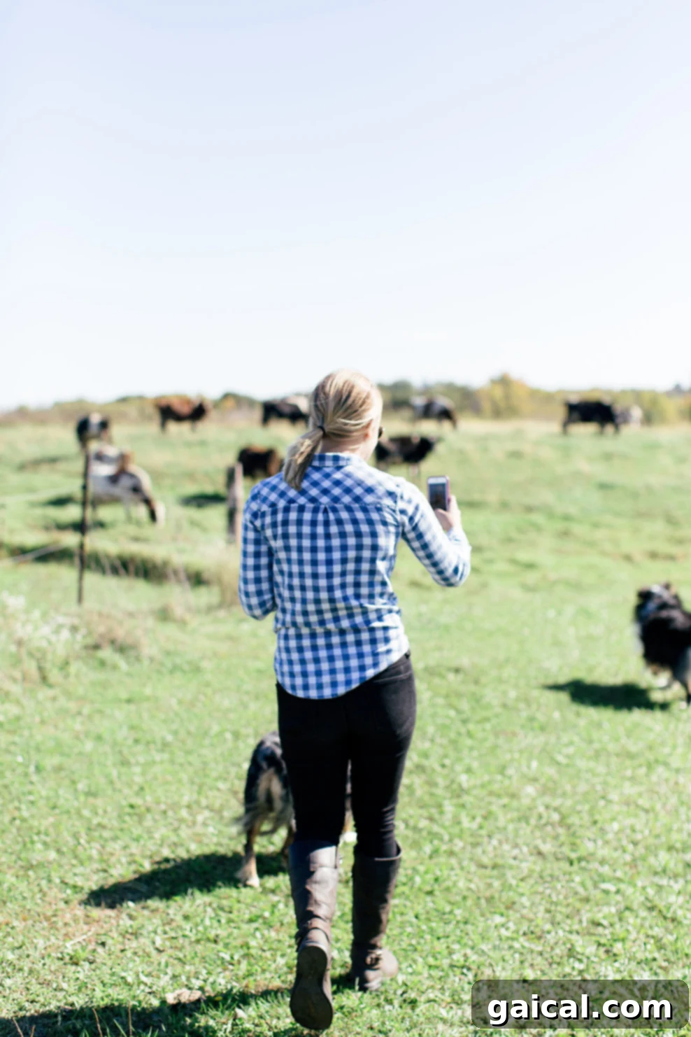 A vibrant green field with a herd of contented cows grazing under the sun, demonstrating Organic Valley's commitment to open pastures and natural living conditions.