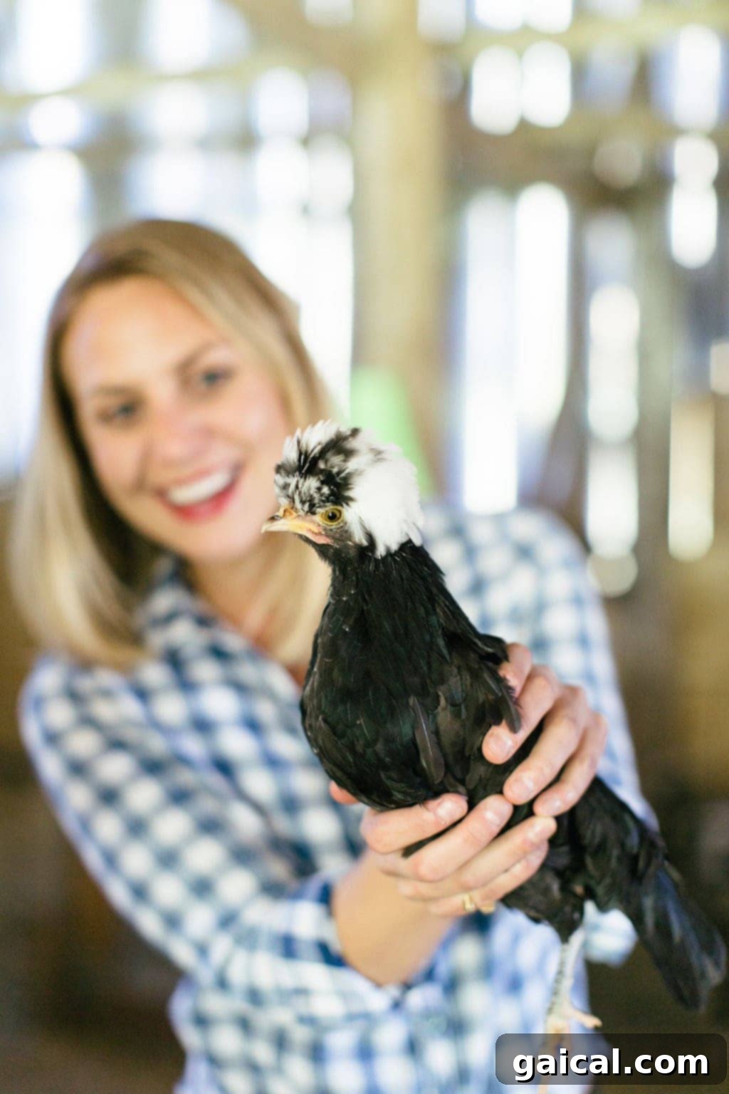 An Organic Valley farmer tending to their herd with gentle care, showcasing the hands-on dedication involved in organic dairy farming.