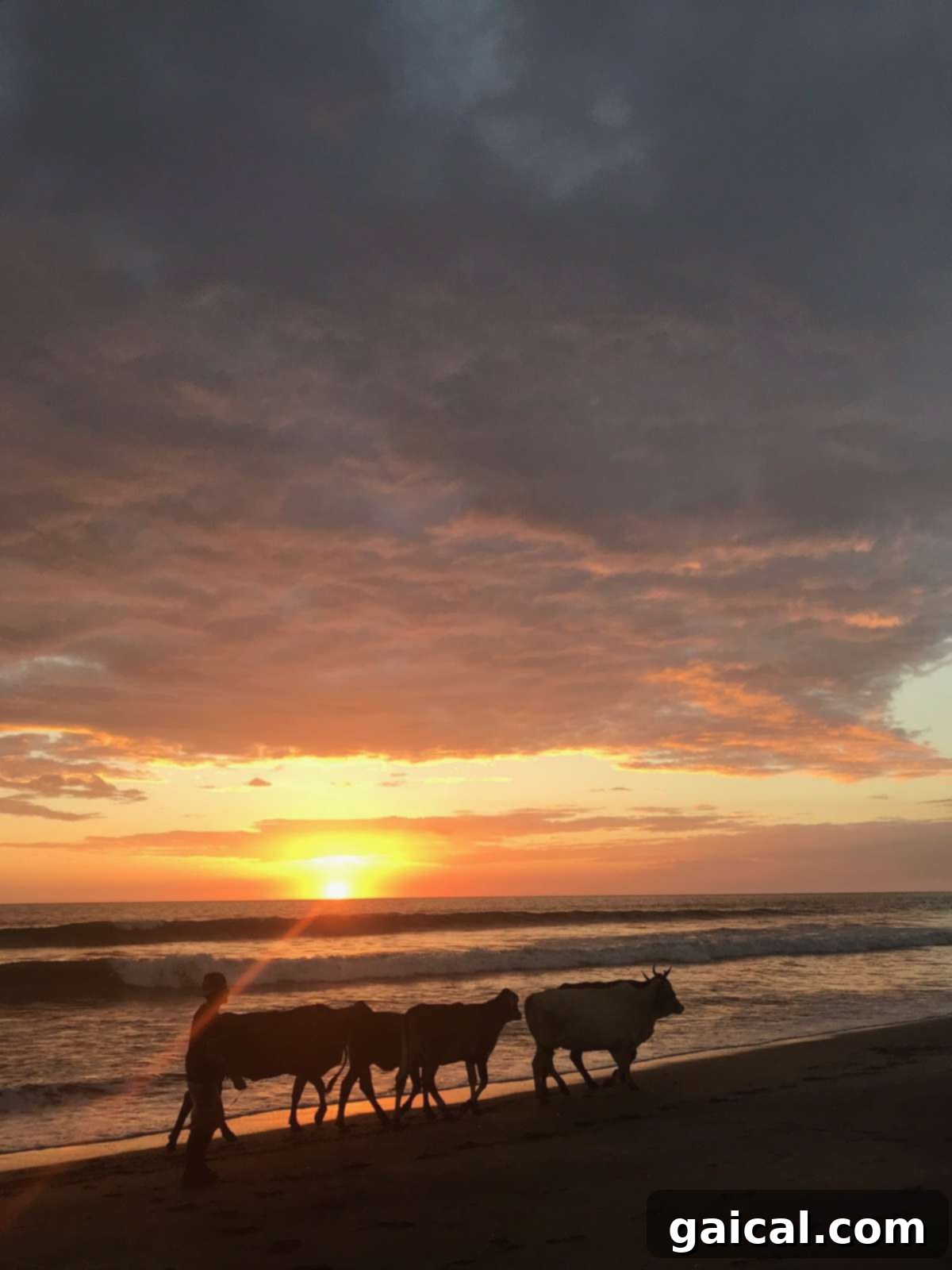 Head to Nicaragua for a surf and yoga retreat! Cows grazing peacefully on a beautiful beach in Nicaragua, perfect for a surf and yoga retreat.