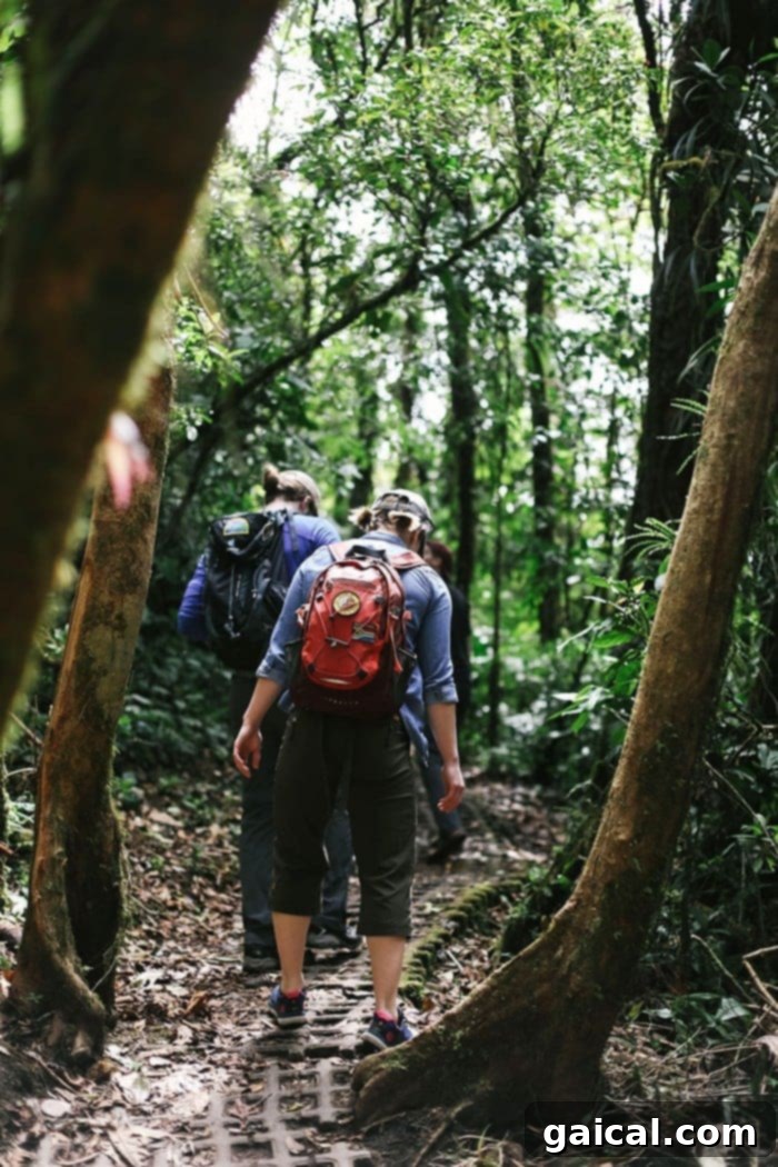Hiking through the dense Monteverde Cloud Forest Hiker on a trail in the Monteverde Cloud Forest