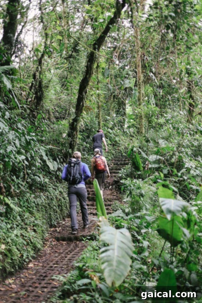 Immersive hiking experience in the Cloud Forest Lush green foliage and trails in the Monteverde Cloud Forest