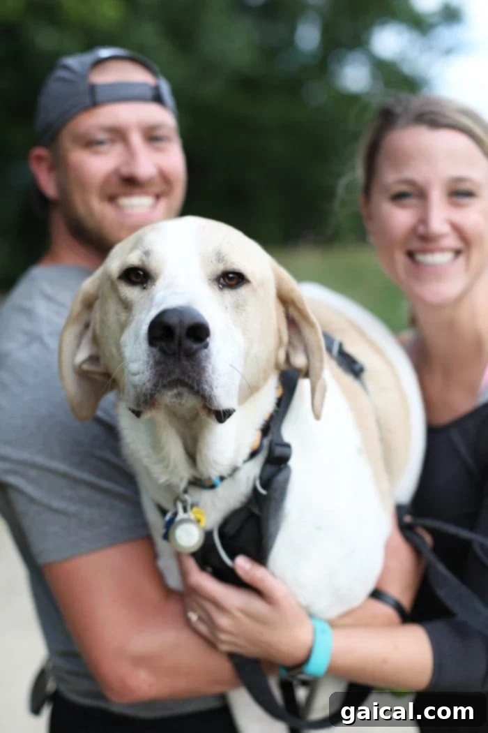 Thor, the beloved lab, hound, and Great Dane mix.