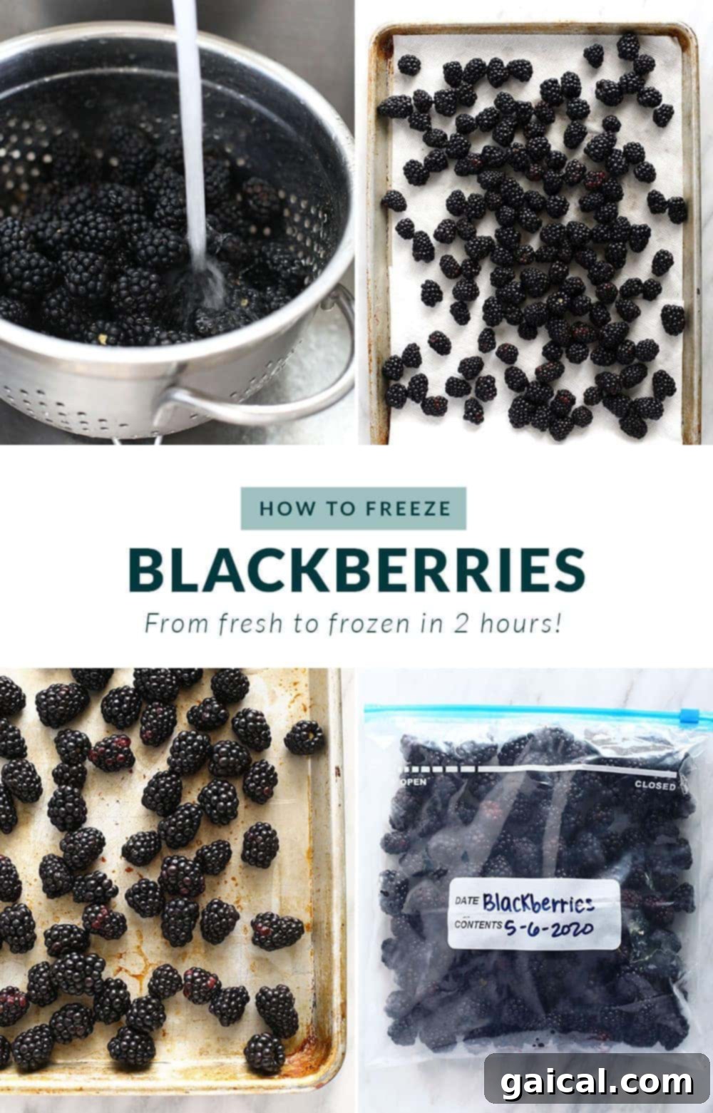 How to Freeze Blackberries Step-by-step instructions for freezing fresh blackberries