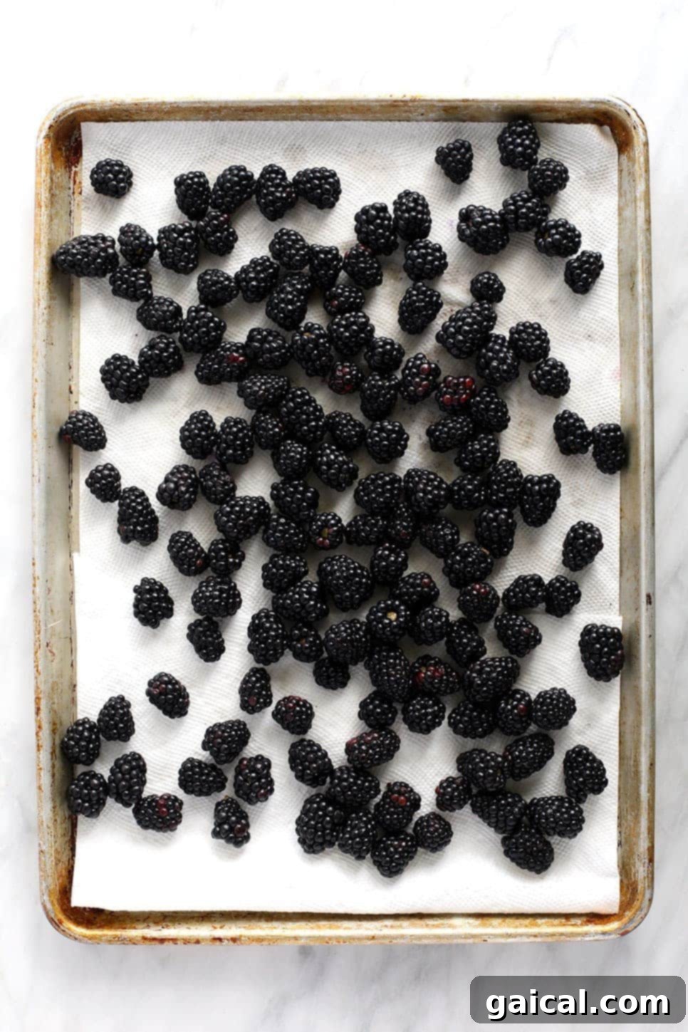 Preparing Blackberries for Freezing Fresh blackberries drying on paper towels and arranged on a baking sheet for freezing