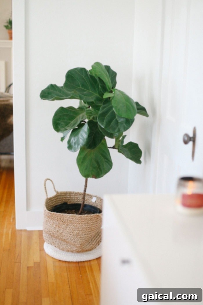 We're talking all things Fit Foodie HQ today with our mid-century home office room reveal! Check out our new multi-person workspace fully equipped with mid-century open shelving for our photography props, plants galore, lots of modern decor, and a wall tapestry! Planter