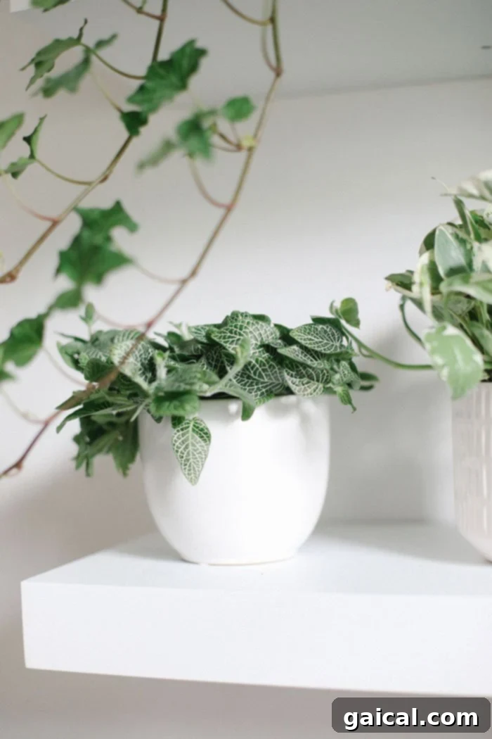 Healthy Plant on Indoor Plant Wall Lush Green Plant on Shelf
