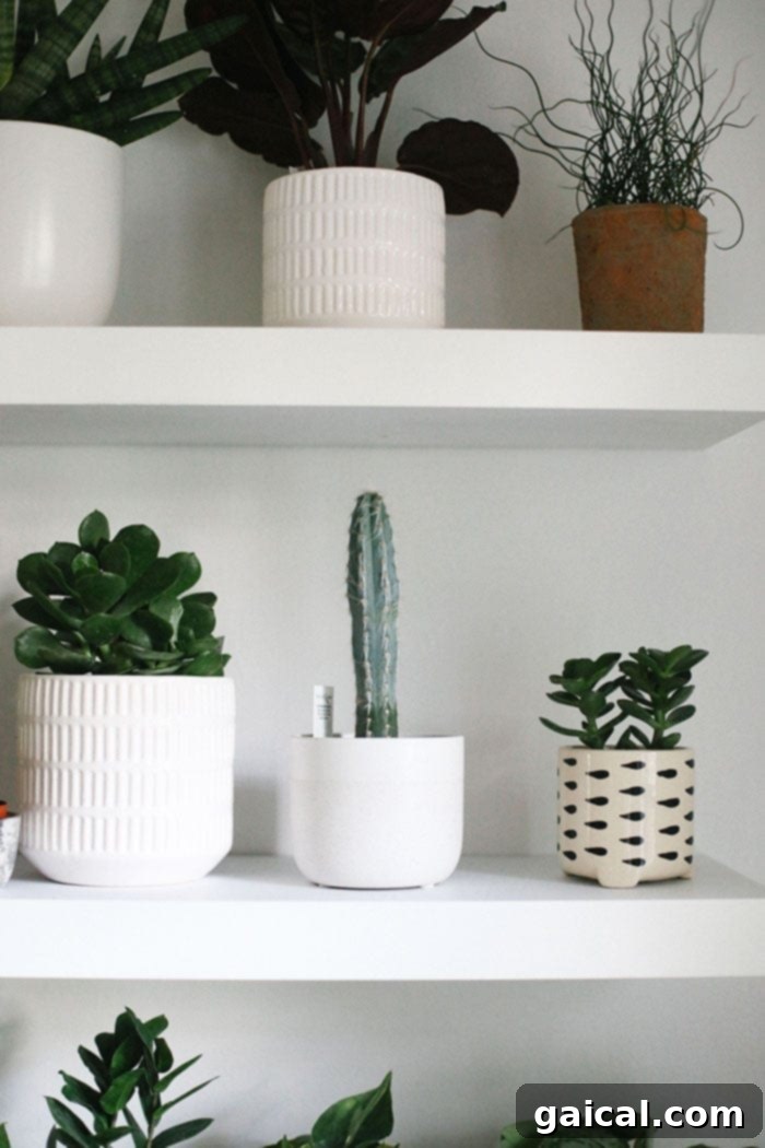 Cacti Thriving on a Plant Wall Mini Cacti on Plant Wall Shelf