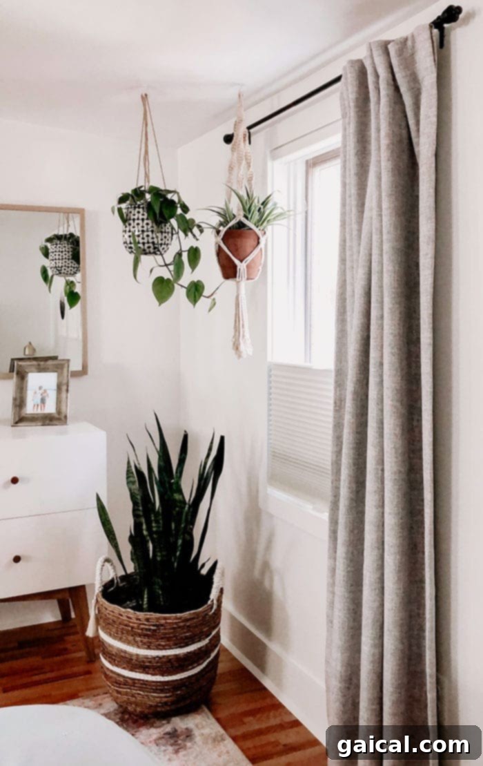 Enhancing Home Aesthetics with Hunter Douglas Honeycomb Shades Hanging plants near a window adorned with new custom window treatments, highlighting natural light and privacy