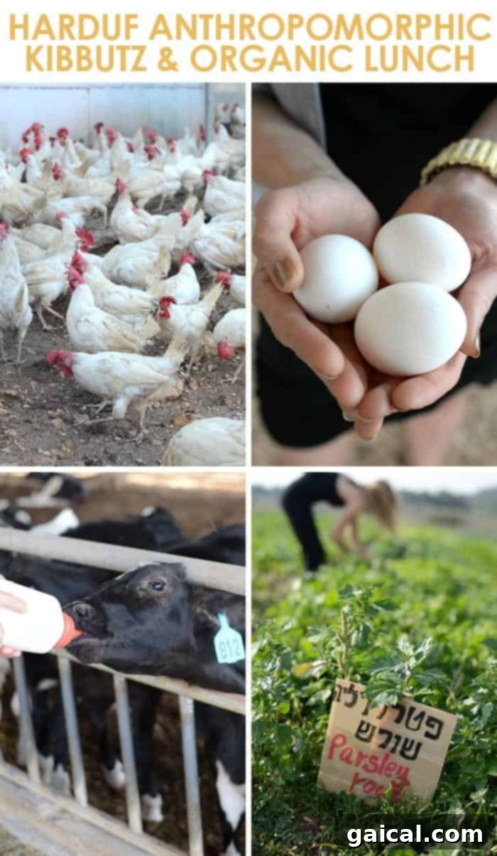 Israel Wellness Immersion 13 organic farm israel