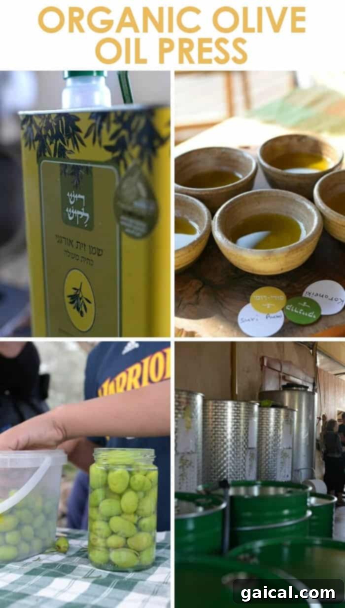 Israel Wellness Immersion 10 organic olive oil farm