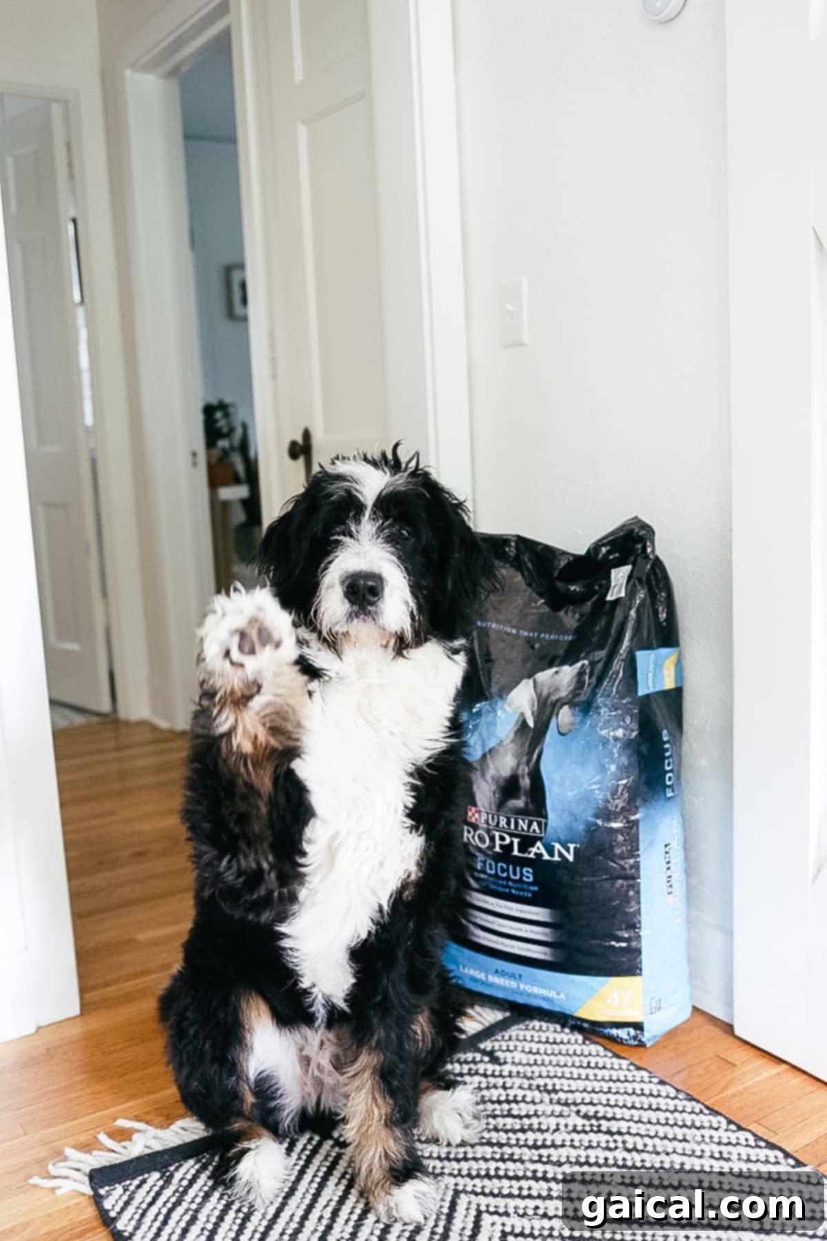 Jasper, the Bernedoodle, looking attentively at the camera.